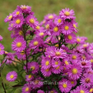 Aster novi-belgii 'Karminkuppel'