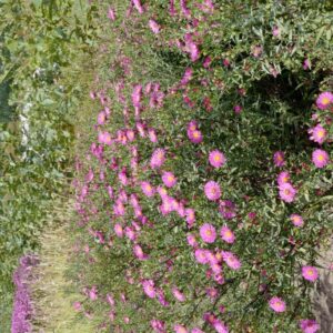 Aster novi-belgii 'Lisette'