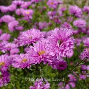 Aster novi-belgii 'Marie Ballard'