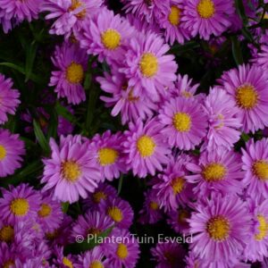 Aster novi-belgii 'Patricia Ballard'