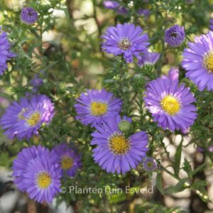 Aster novi-belgii 'Schoene von Dietlikon'