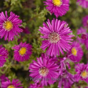 Aster novi-belgii 'Winston Churchill'