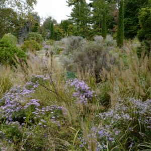 Aster oblongifolius 'October Skies'
