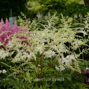 Astilbe 'Brautschleier'
