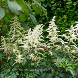 Astilbe 'Deutschland'