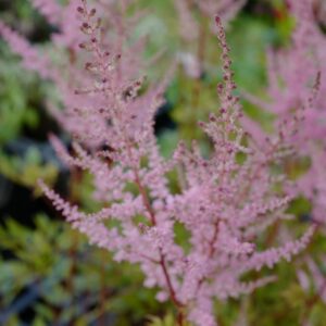 Astilbe 'Erika'