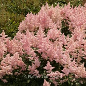 Astilbe 'Europa'