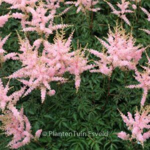Astilbe 'Hennie Graafland'