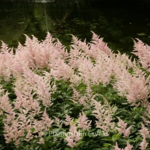 Astilbe 'Peach Blossom'