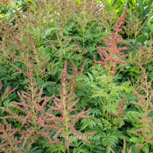Astilbe 'Younique Cerise'