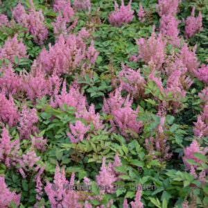 Astilbe 'Younique Pink'