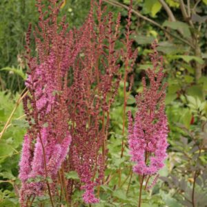 Astilbe chinensis 'Purpurkerze'