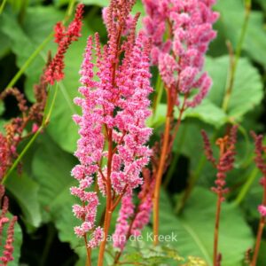 Astilbe chinensis 'Purpurlanze'