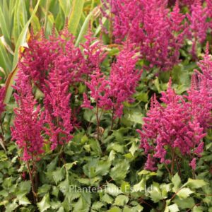 Astilbe chinensis 'Vision in Red'