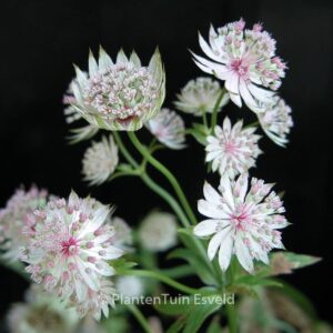 Astrantia 'Buckland'