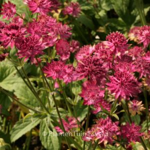 Astrantia major 'Claret'