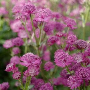 Astrantia major 'Milano' (CENSATION)