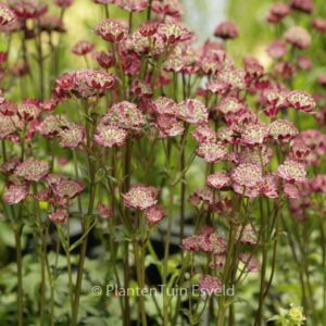 Astrantia major 'Moulin Rouge'
