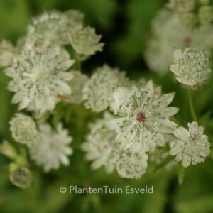 Astrantia major 'Snow Star'