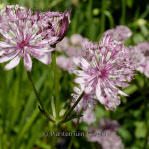 Astrantia major 'Sparkling Stars Pink'