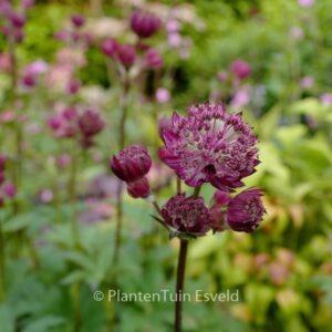 Astrantia major 'Star of Beauty'