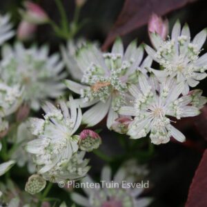Astrantia major 'Superstar'