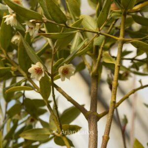 Atherosperma moschatum