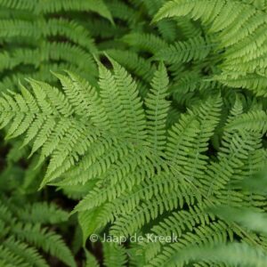 Athyrium filix-femina