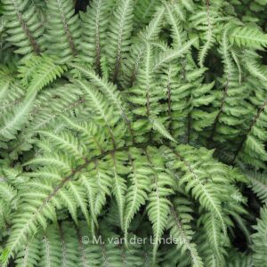 Athyrium niponicum 'Pictum'