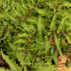 Athyrium niponicum 'Red Beauty'