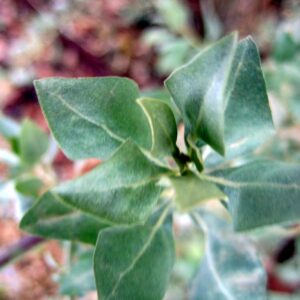 Atriplex halimus