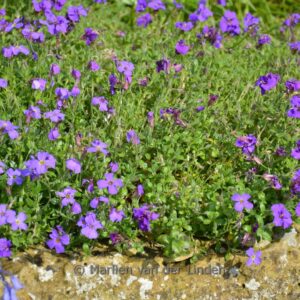 Aubrieta 'Blaumeise'