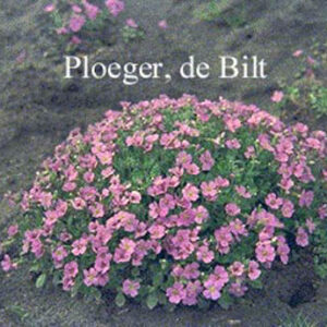 Aubrieta 'Cascade Blue'