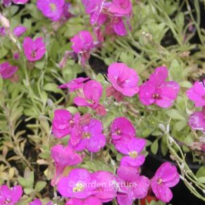 Aubrieta gracilis 'Kitte'