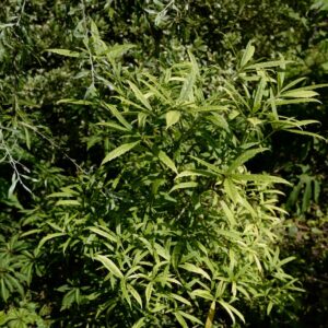 Aucuba himalaica var. dolichophylla