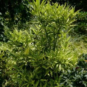 Aucuba japonica 'Ashmount'