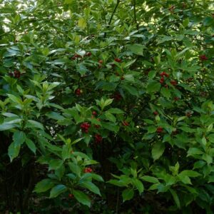 Aucuba japonica 'Rozannie'