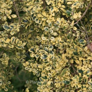 Azara microphylla 'Variegata'