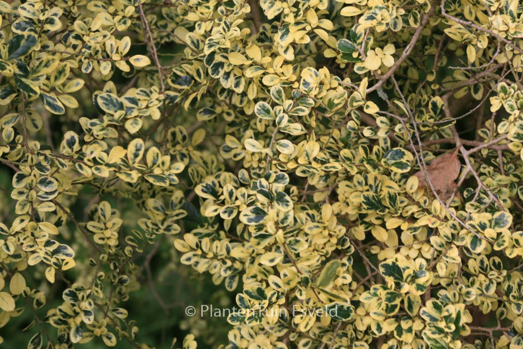 Azara microphylla 'Variegata'