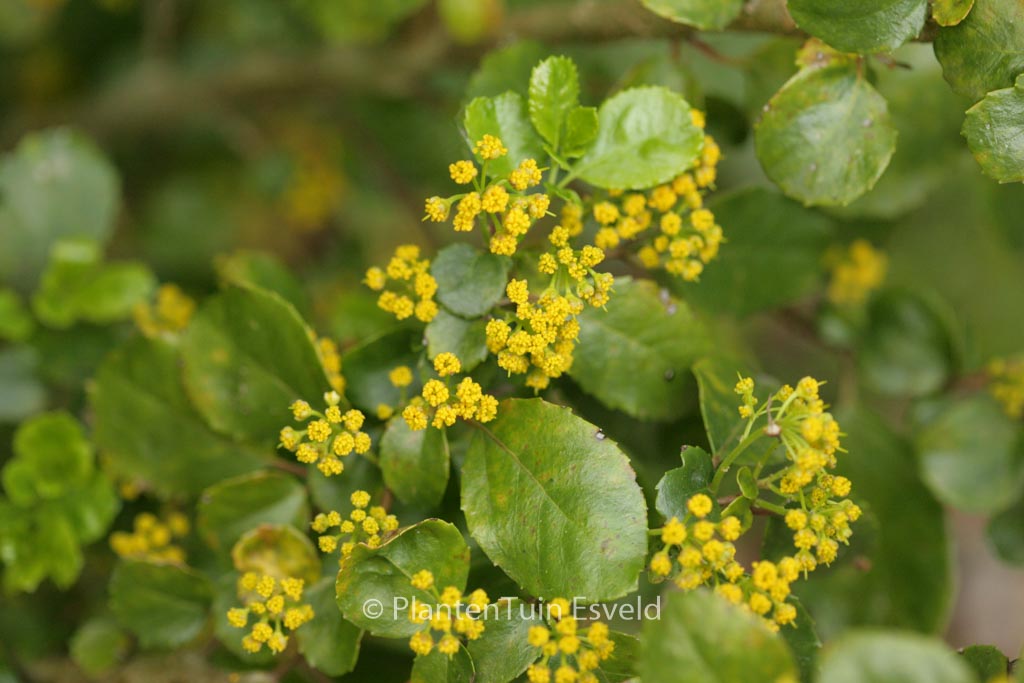 Azara serrata