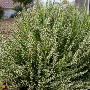 Baccharis genistelloides