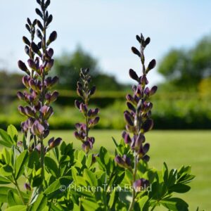 Baptisia 'Dutch Chocolate' (DECADENCE)