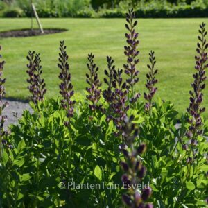 Baptisia 'Twilite Prairieblues'