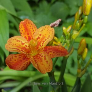 Belamcanda chinensis 'Freckle Face'