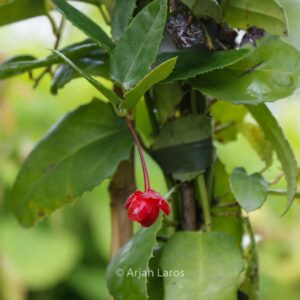 Berberidopsis corallina
