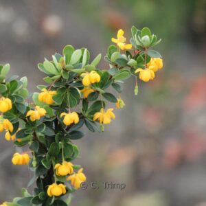Berberis buxifolia 'Nana'