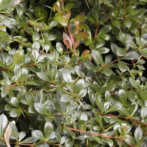 Berberis media 'Red Jewel'