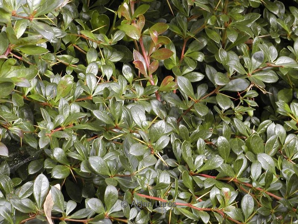 Berberis media 'Red Jewel'