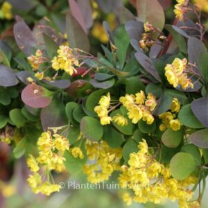 Berberis ottawensis 'Superba'