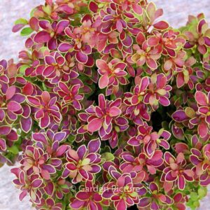 Berberis thunbergii 'Admiration'